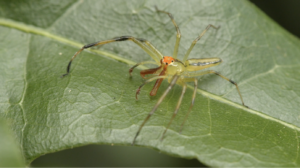 Multi-colored spider on leaf.